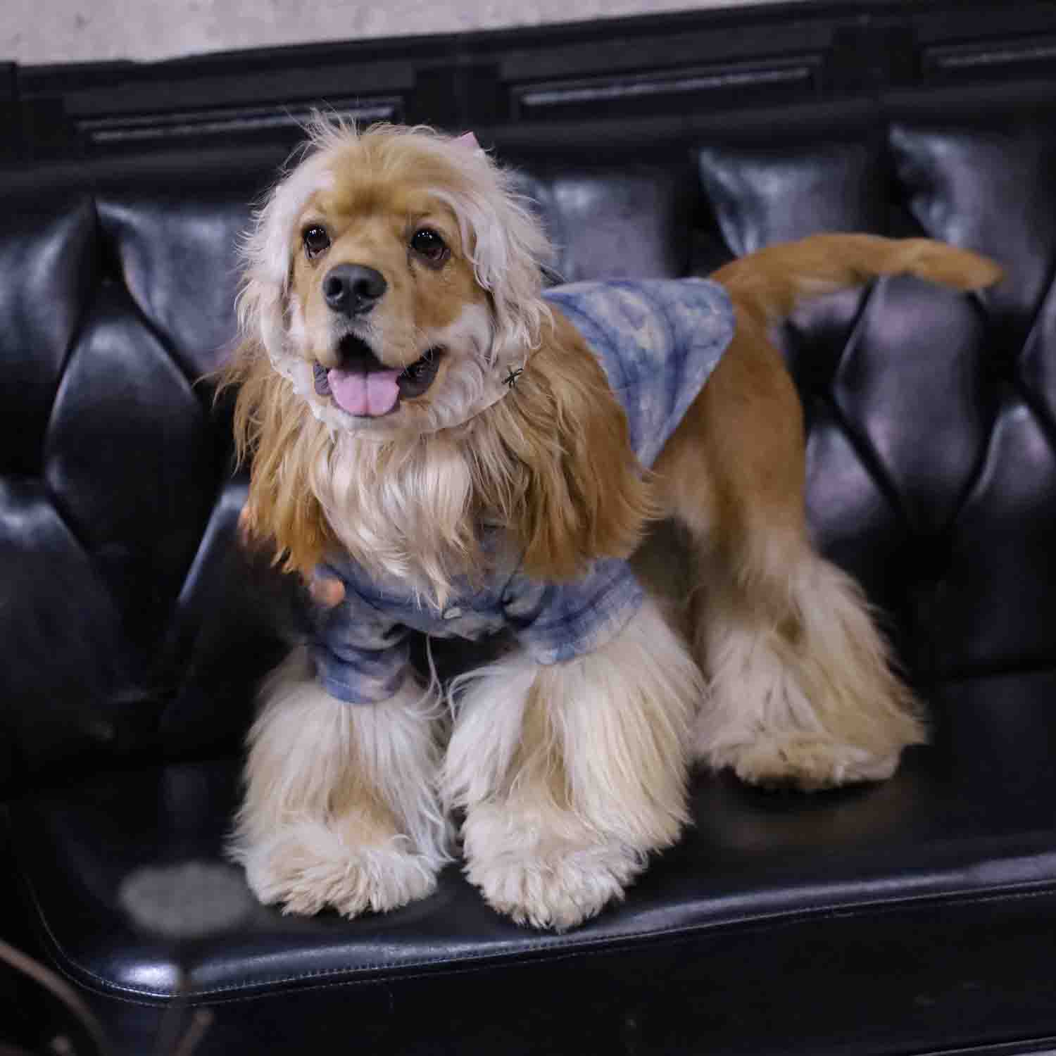 ๐ถ"PawsCube Pet Shirt - Breathable and Skin-friendly, Fashion Print, Street Style, Scratch-resistant, Suitable for Dogs/Cats"
